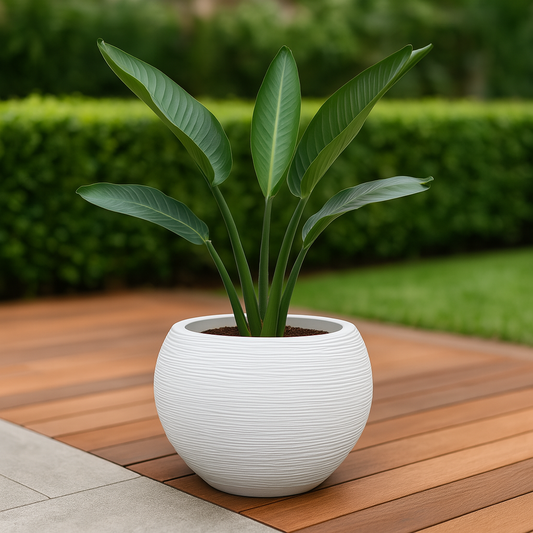 MACETA 17X19CM FLORENCA SISAL BLANCA