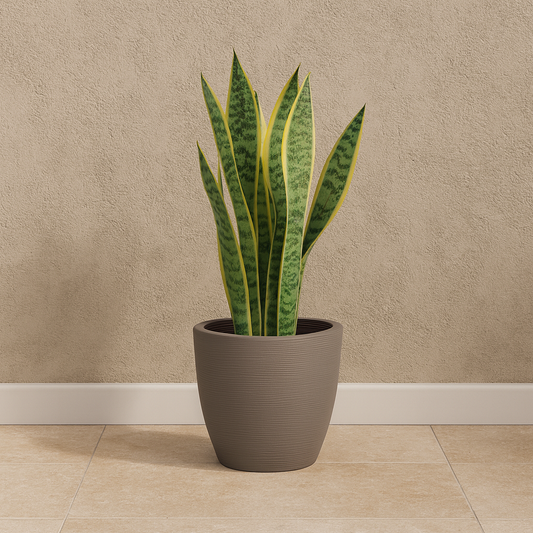 MACETA "ASTECA" Ø28,5 X 24CM. CEMENTO C/ PLATO