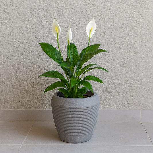 MACETA "EGIPCIO" Ø31 X 29CM. GRANITO PIEDRA