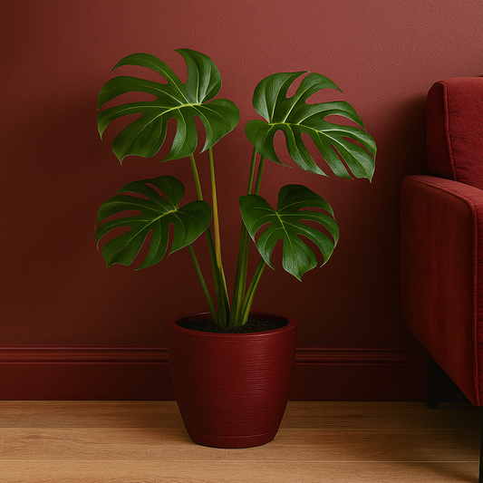 MACETA "ASTECA" Ø38 X 32CM. VINO C/ PLATO