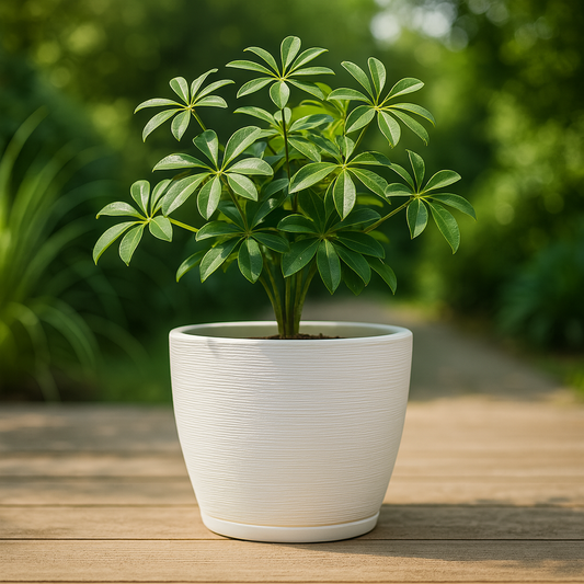 MACETA 27X28CM AMSTERDA GRAPHITO BLANCA